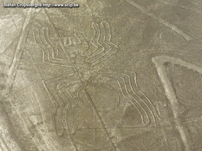 Nazca - Spider  Stefan Cruysberghs